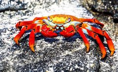 Red rock crab (Grapsus grapsus)
