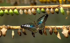 Pupae (chrysalides) and an adult butterfly