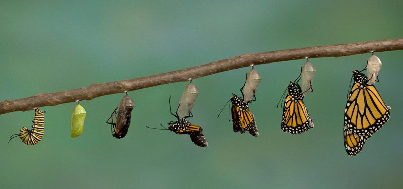 DevOps transformational changes can be hard. As organizations seek the speed and agility afforded by DevOps patterns, they must first address the cultural problems that caused divides between development and operations in the first place.