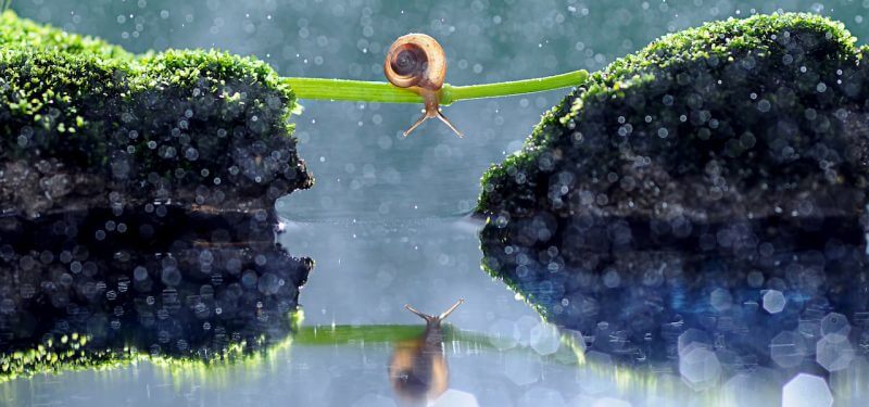 Snail on a twig above water