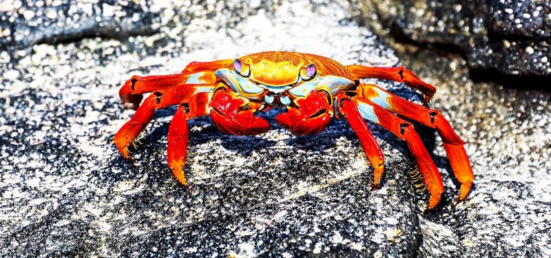 Red rock crab (Grapsus grapsus)