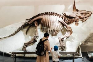 Dinosaur skeleton at a museum
