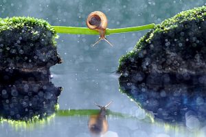 Snail on a twig above water