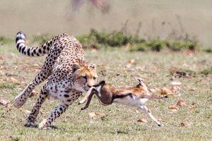 Cheetah hunting a gazelle