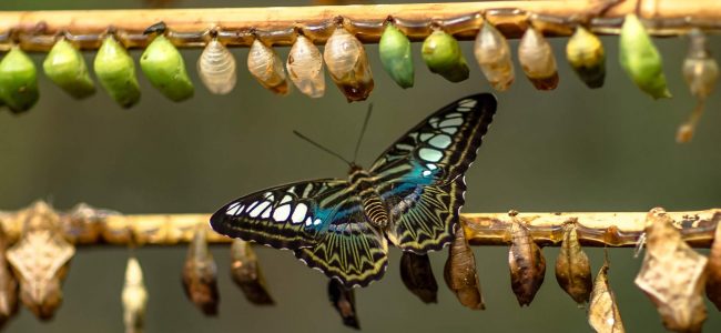 Pupae (chrysalides) and an adult butterfly