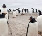 Flock of penguins