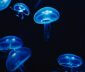 School of jellyfish